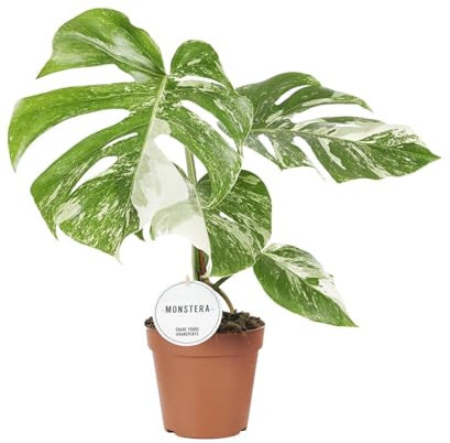 Monstera Deliciosa Variegata - 35-45cm - Ø15cm - Plante d'intérieur - Vert persistant