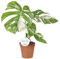 Monstera Deliciosa Variegata - 35-45cm - Ø15cm - Plante d'intérieur - Vert persistant