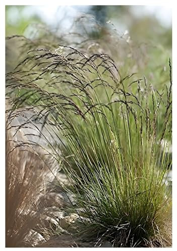 1 x Festuca amethystina im 1 Liter Topf (Ziergras/Gräser/Winterhart/Mehrjährig/Immergrün) Regenbogen-Schwingel - Zarte Blüten mit violettem Schimmer - super für Steingärten - von Stauden Gänge