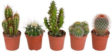 Kakteen | Kakteen Mix | 5 Stück | diverse Sorten | Ø 5,5 cm | ↕ 8-13 cm | Pflegeleichte Zimmerpflanzen