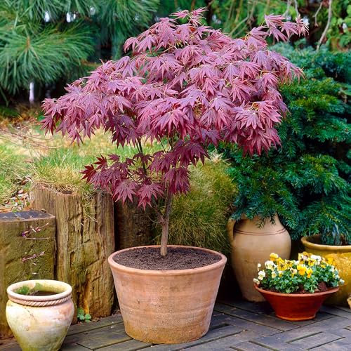 1 albero arbusto di acero giapponese viola 'Atropurpureum' in vaso per il giardino.