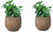 SMPLY. - Planta de Menta - Pack de 2 - Altura: 20 cm - Maceta 10 cm - Hierba Aromática de Interior y Exterior - Huerto Urbano y Jardín - Fácil Cuidado