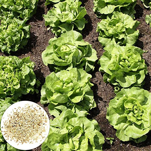 500 Pz Semi Di Lattuga In Rapida Crescita Tollerante Alla Siccità Facile Da Coltivare Saporiti Semi Di Lattuga Verdura Per Cortile Verde