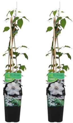 Bloomique - 2er-Set - Clematis Miss Bateman - Waldrebe - Weiß - Kletterpflanzen - Gartenpflanzen - Winterhart - Topf 15 cm - 70-80 cm hoch