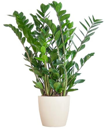 Zamioculcas Zamiifolia con Viber bianco - 70-80cm - Ø21cm - Pianta d'appartamento - Sempreverde