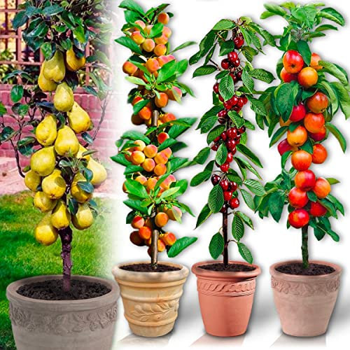 Alberi da frutto colonnari - Lotto di 6 alberi (ciliegio, mela, pera, albicocca, pesca, prugna) - Altezza 80 cm - Ideali per balconi, terrazze, piccoli giardini (BIS)