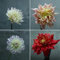 6 pcs dahlien knollen frühblüher zwiebeln geschenke für gartenliebhaber Dahlien Pflanzen garten blumen mehrjährige Garten blumenzwiebeln gewächshaus balkon stauden winterhart mehrjährig