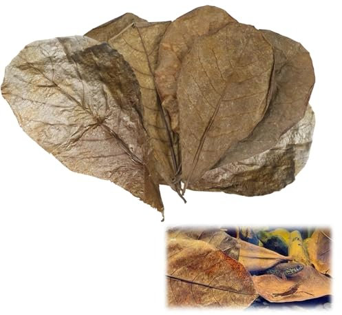 10 Pack Indian Almond Leaves for Betta Fish Tank Water Treatment, Catappa Leaves Reduce Stress shrimp aquarium care Lower pH for Aquarium Fish Tank Use