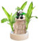 Bois Bresilien Plante Bonsai, Mini Bois Bresilien Porte-Bonheur Facile à Cultiver, Germer Fleur Bois Porte Bonheur, Plante Hydroponique en Bois BréSilien, Naturelle Verte Plantes d'Intérieur
