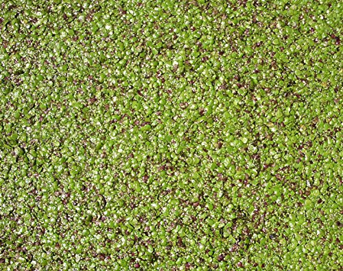 Haus&Garten Wasserlinse/Wasserlinsen sehr große Portion 30x30 cm Entengrütze