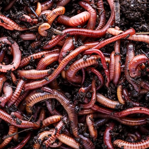 Biotica Lombrichi Rossi Californiani Vivi 1mq/3kg Compostaggio Domestico | Vermi da Terra Eisenia fetida per Vermicompostaggio, Produzione di Humus e Miglioramento del Terreno, con Manuale di Gestione