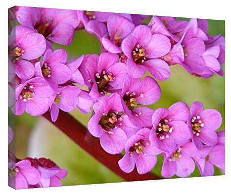 Canvastryck väggkonst trä inramad Bergenia sydd och inramad canvasduk redo att hänga, 40 x 50 cm