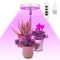 Ainiv Lámpara de Plantas, 48 LED Luz de Crecimiento de Espectro Completo, 180° Grow Light con Temporizador Automático 3H/9H/12H y 9 de Brillo, Altura Ajustable, para Plantas Pequeñas (Luz Morada)