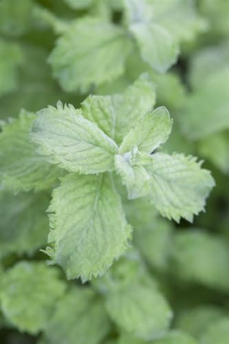 Mentha sp. 'Mojito' ca. 11x11 cm Topf - Minze, aromatische Blätter, ideal für Cocktails und Tees, pflegeleicht, bienenfreundlich