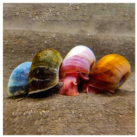 AQ4Aquaristik 8 x Posthornschnecke, Bunter Mix, je 2X blau, rosa, braun und rot, Planorbella duryi, Reinigungscrew, Algenfresser