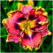 Taglilien zwiebeln,winterhart,taglilien winterhart pflanze,taglilien rhizome,hemerocallis pflanzen,taglilien,taglilien zwiebeln winterhart mehrjährig,hemerocallis Knollen.-5zwiebeln-B