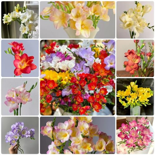 10 piezas bulbos de fresia resistentes, plantas de exterior, plantas perennes resistentes para pleno sol Comprar tubérculos de bulbos de fresia - Freesia hybrida - bulbos de flores