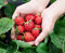 Monats-Erdbeere Rügen min. 250 Samen (0,5g) - 100% Natursamen - ganzes Jahr ernten