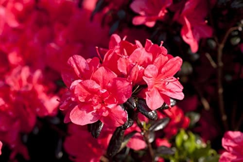 Rhododendron 'Maruschka' 30-40 cm Topf Rhododendron obtusum winterhart