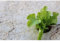Grow-Win Voile de paillage Naturel en Fibre de Chanvre et Lin 5M x 0.50M Protection des Plantes biodégradable 100% Bio