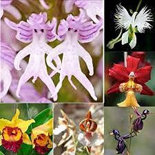 Huifang 50 pezzi di semi di fiori di orchidea scimmia piramide