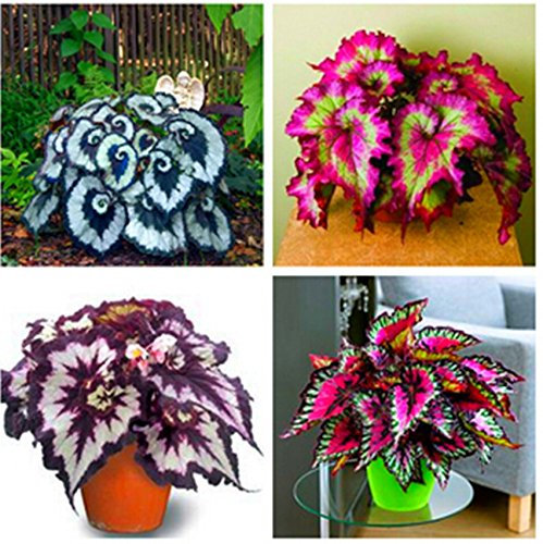 100pcs/bag Begonia Seeds Bonsai Flower Seeds Courtyard Balcony Coleus Seeds Begonia Plants Potted for Home Garden: Only seeds
