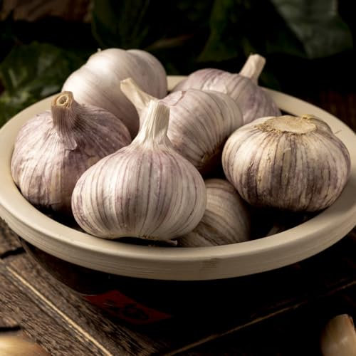100 pcs Knoblauch Samen Zum Pflanzen Pflanzknoblauch Frühjahr Steckknoblauch Samen(Garlic,Knoblauch) Bodendecker Samen Winterhart Saatgut Alte Sorten Exotische Pflanzen Samen, Samen