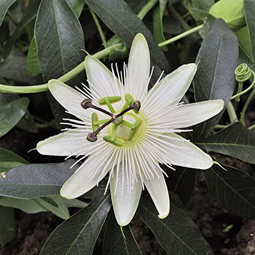Passionsblume Pflanze 50 Weiß Blumensamen Exotische FrüChte Kletterpflanzen Winterhart Bodendecker Samen Winterhart Garten Geschenke FüR Frauen Passionsblume