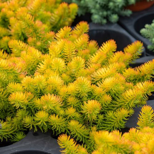Sedum 'Angelina'. 9cm Plant x 2. Evergreen, matforming stonecrop. Ideal for rockeries. Golden yellow foliage. Available from Bedwen Plants