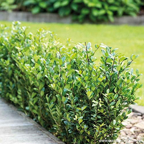 Ilex 'Robustico' - Idealer Buchsbaumersatz - Immergrün, Winterhart, Schnittverträglich - Pflegeleichte Hecke, Beeteinfassung, Formgehölz Kugel formbar - Im 2 Liter Container - Liefergröße 25-30 cm