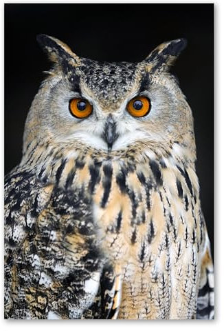 Postereck - 2522 - Eule, Kauz Vogel Uhu Tier Gesicht Natur Augen - Wandposter Fotoposter Bilder Wandbild Wandbilder - Poster - 3:2-30,0 cm x 20,0 cm