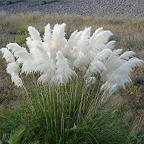 Benoon Semi Di Erba Di Pampa, 500 Pezzi/Borsa Semi Di Erba Di Pampa Semi Di Piante Appariscenti Fotofili Resistenti Al Freddo Per Cortile bianca Semi di erba di pampa