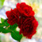 EURO PLANTS VIVAI Buschrose Große Blumen Farbe Geranie Rot auf Topf: Ø 18 × 18 / Topf Ø 20