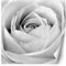 Feeby Papier Peint Intisse Rose Gros Plan Macro 250x250 cm noir et blanc Moderne Panoramique XXL Photo Mural Muraux Chambre Bureau Salle Nature Fleur Plante