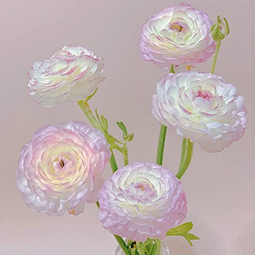 Blumenzwiebeln Serie-12 Helles Lila Ranunkeln Zwiebeln Winterhart Blumenzwiebeln FrüHblüHer Balkonpflanzen BlüTen Ranunkeln Zwiebeln Ostern Geschenke FrüHjahrsblüHer