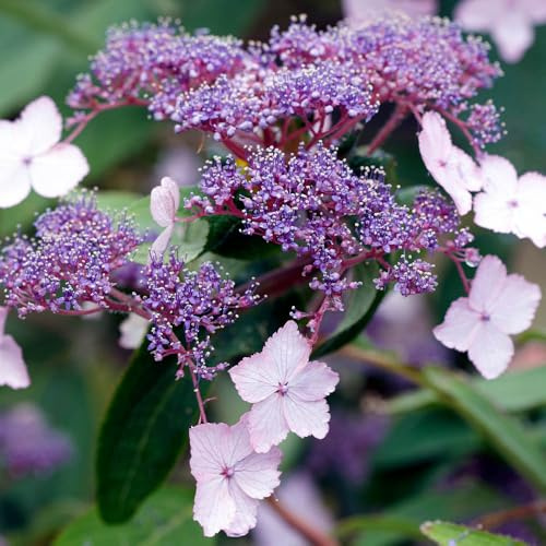 YouGarden Hydrangea 'Velvet and Lace', Established Plant in 19cm Pot, Lacecap Blooms, Long Season, Hardy Shrub, Garden Colour