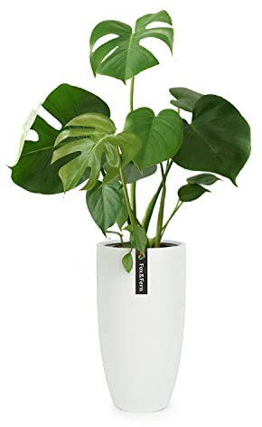 Fox & Fern Blumentopf mit Stopfen, Blumentopf Gross für Innen/Außen, Übertopf UV- & Frostbeständig, Polystone-Blumentöpfe Weiß, 40 cm Durchmesser, Großer Pflanzentopf für Zimmerpflanzen