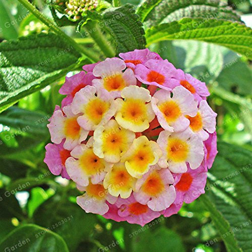Bloom Green Co. 20 Stück/Packung Lantana Camara Bonsai Multi Colore Seltene perenne Bonsai Fiore pianta Bonsai optional Für den Hausgarten: 5