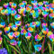 Bulbos de tulipán. Mezcla de bulbos de tulipán.Plantas de tulipán. Plantas perennes resistentes al frío. Flores bulbosas de fama mundial. -5 Bulbos-A