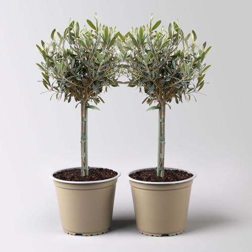 Kölle echter Olivenbaum, Olea europaea 'Stamm', Topf 12 cm, Höhe ca. 30 cm, 2 Pflanzen