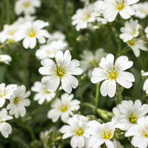 Snow in Summer - 3 Plants in 9cm Pots - Cerastium Tomentosum - Spring Summer Flowers Perennial - Ground Cover Plants