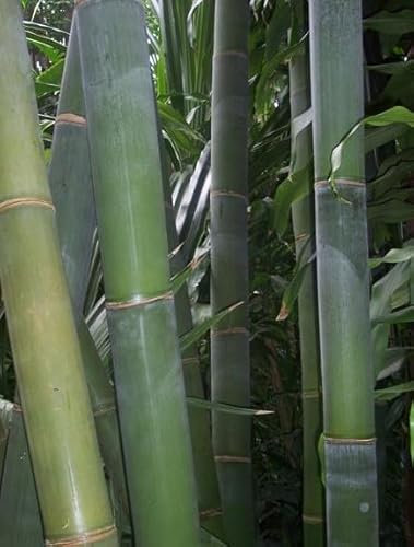 Dendrocalamus giganteus - bambou géant - 50 graines