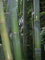 Dendrocalamus giganteus - bambou géant - 50 graines