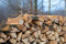 Asstona Brennholz in 33cm - Kaminholz - Reine Buche - 15 Kg ofenfertig gespalten kammergetrocknet
