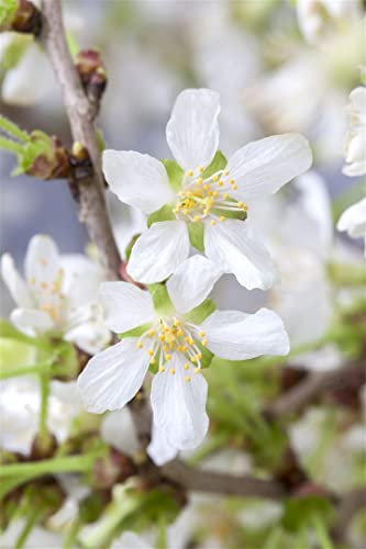 Prunus incisa 'Kojou-no-mai' 80 cm Stammhöhe – Winterhart, Mehrjährig, Pflegeleicht – Zierkirsche – Kübelpflanze für Terrasse & Garten