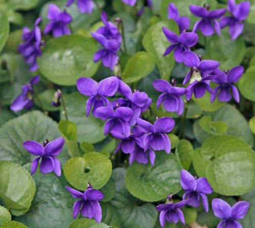 15+ Odorata Queen Charlotte Viola/Commestibili Perenne Ombra Semi di Fiore