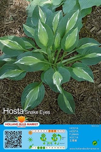 Hostarhizome : Hosta Snake Eyes winterhart 1 Rhizom