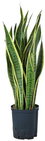 Dehner Bogenhanf in Hydrokultur, Sansevieria trifasciata var. laurentii, ca. 75 cm, Ø 18 cm, Zimmerpflanze