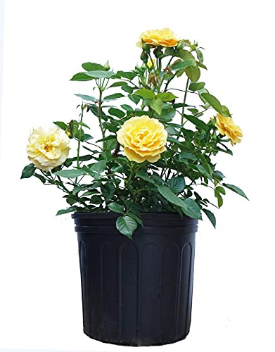 Rosa Julia Child (Floribunda Rose) Rose, yellow flowers, #3 - Size Container