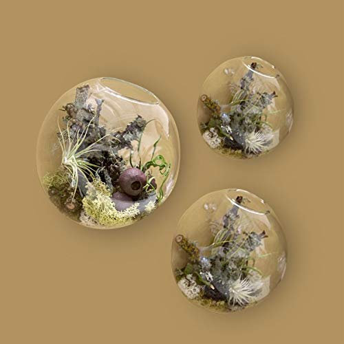 Kit de 3 Vase à Fleurs Mural Verre Terrarium,Clair Bubble Hanging Planter Mini Plante Titulaire Petit Aquarium à Placer Air Plant Succulente Cactus Verdure pour Intérieur Extérieur Salon Décor